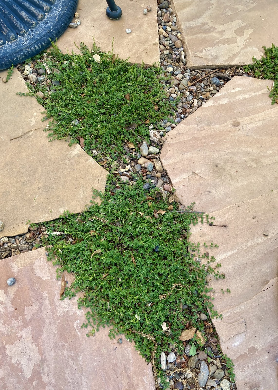 The Plants at Walking Rain: Thyme Leaf Speedwell / Veronica oltensis