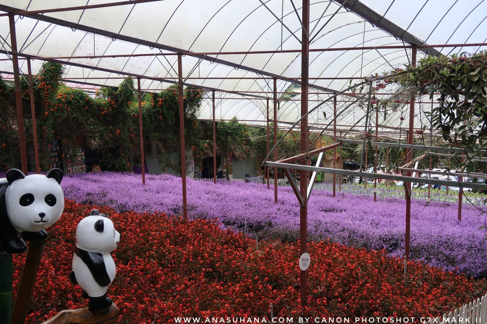 10 Tempat Menarik di Cameron Highlands Wajib Singgah 10 Tempat Menarik di Cameron Highlands Wajib Singgah