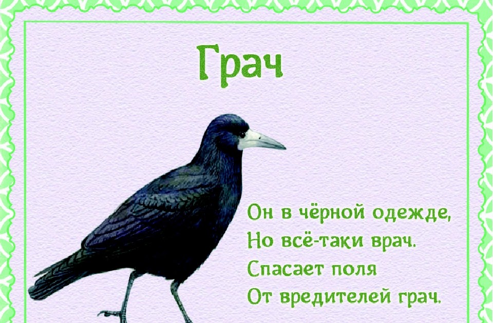 Стихи про перелетных птиц для детей. Стихи про птиц для детей. Стих о пнрелетных птицах. Стихи про перелетных птиц.