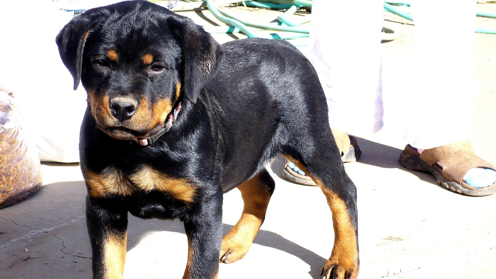 German Rottweiler Puppies For Sale In Oklahoma German Choices
