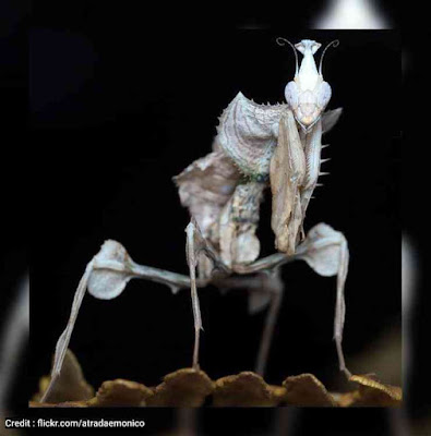 Devil's Flower Mantis (Idolomantis diabolica)