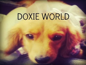 Dachshunds, Mini Doxies, aka Doxieworld on instagram