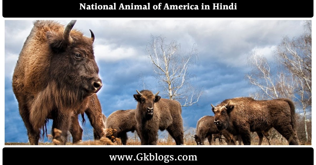 अमेरिका का राष्ट्रीय पशु क्या है | National Animal of America