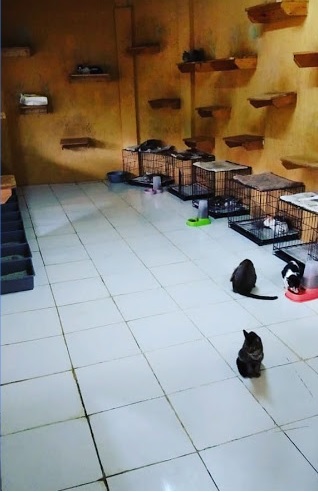 Rumah Kucing Parung, Cara Dita Agusta Mensejahterakan Hewan Terlantar