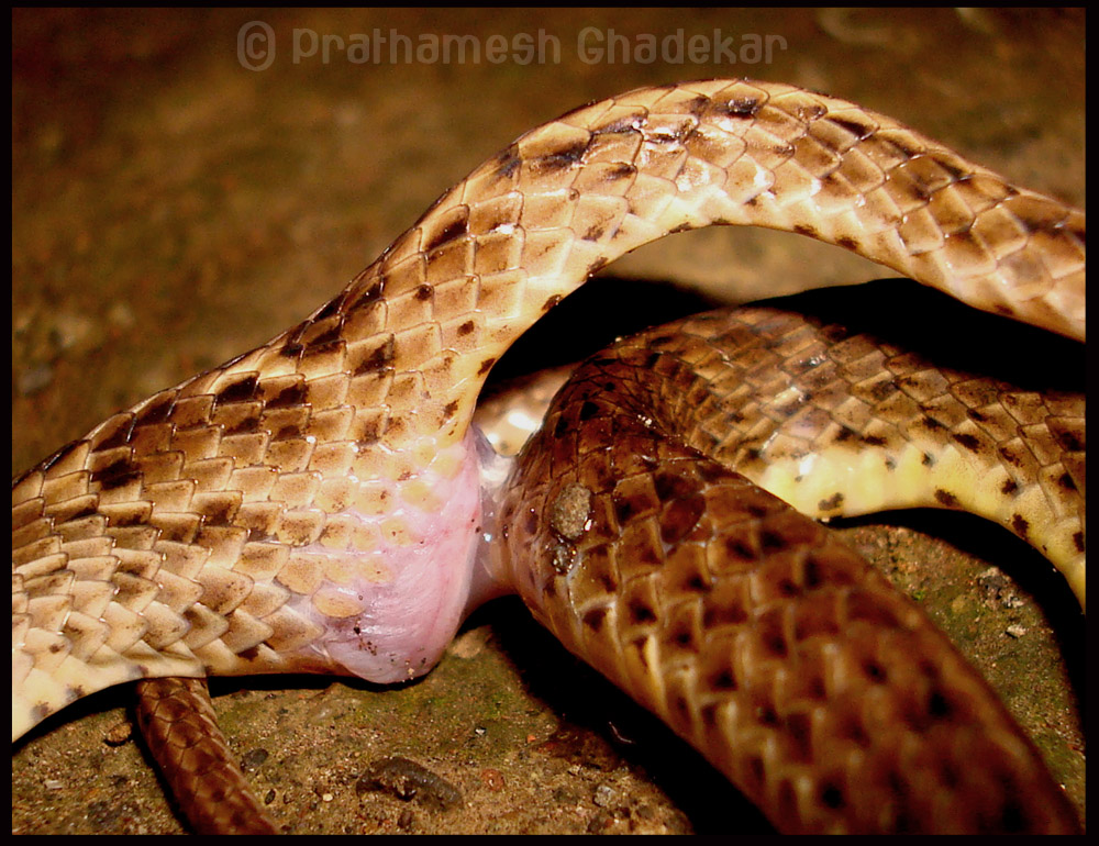 Prathamesh Ghadekar The Common Cat Snake (Boiga trigonata) Mating.