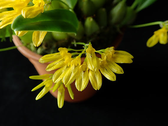 Bulbophyllum sulfureum