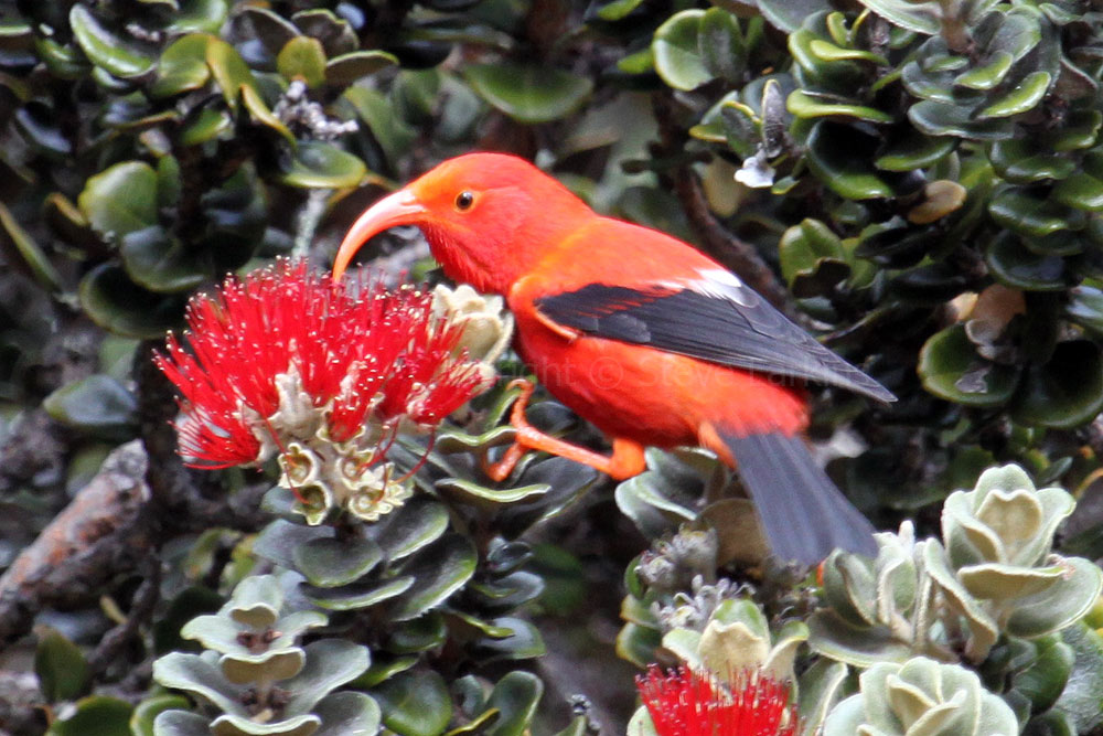 Greenham Birding Birds of Hawaii