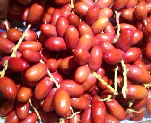 Khasiat Kurma Muda Merah untuk Promil dan Kesehatan