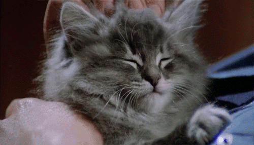 AKI GIFS: Gif Gato relaxando com carinho