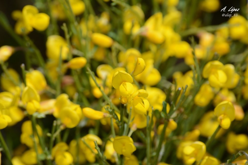 Flora de la Península Ibérica Cytisus oromediterraneus Rivas Mart