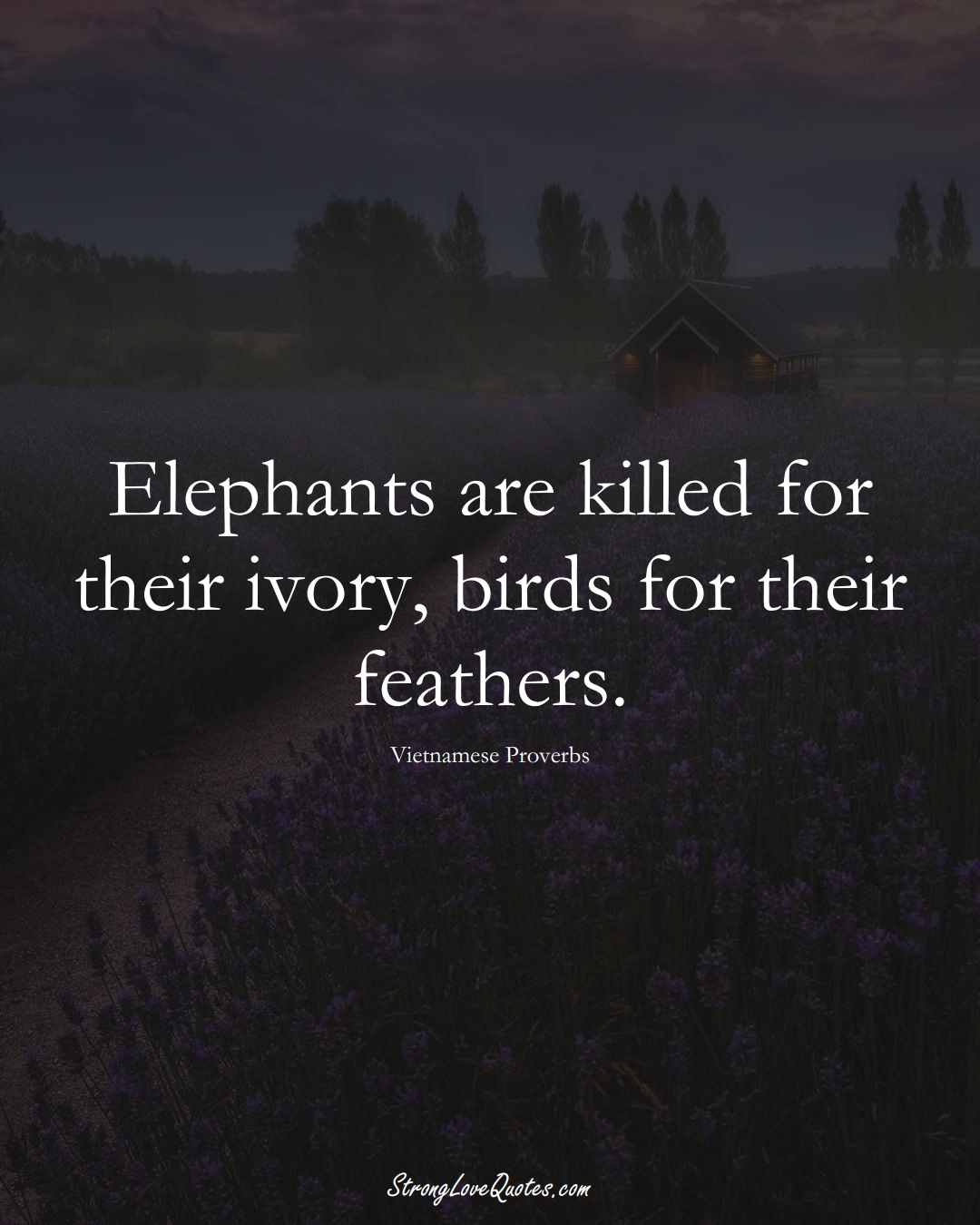 Elephants are killed for their ivory, birds for their feathers. (Vietnamese Sayings);  #AsianSayings