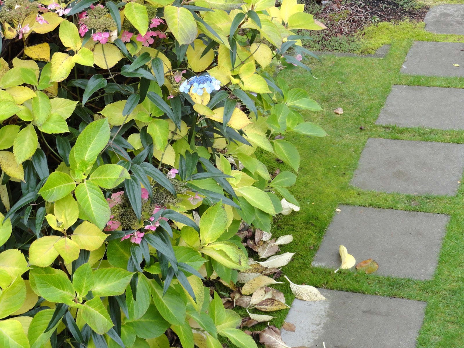 Why Are My Clematis Leaves Yellow Why Are My Plant Leaves Yellow