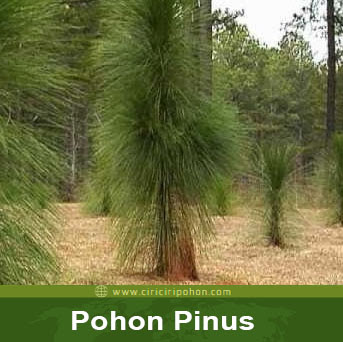 ciri ciri pohon pinus longleaf