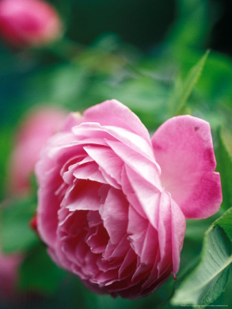 rose bourbon prima fleur oil essential