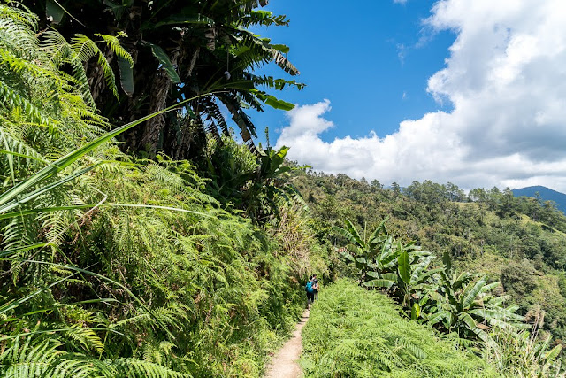 Région de l'Ifugao-Luçon-Philippines