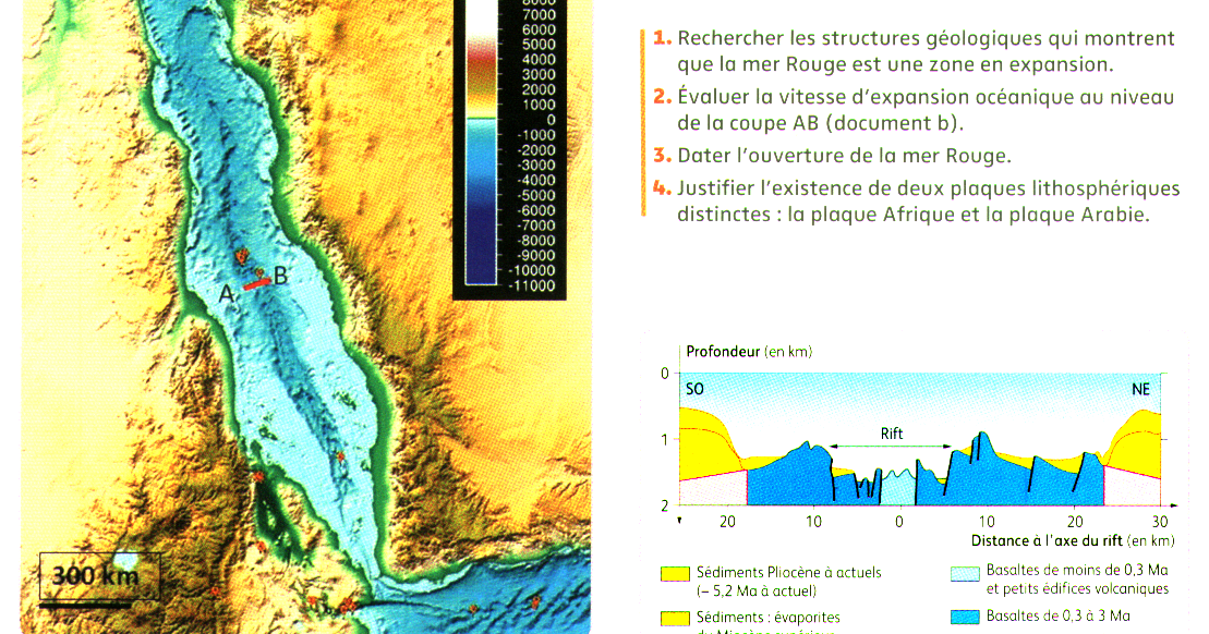 Quoi de neuf en SVT ? par Maître Corydon Muttaburrasaurus Exercice (chapitre 3). Structure de
