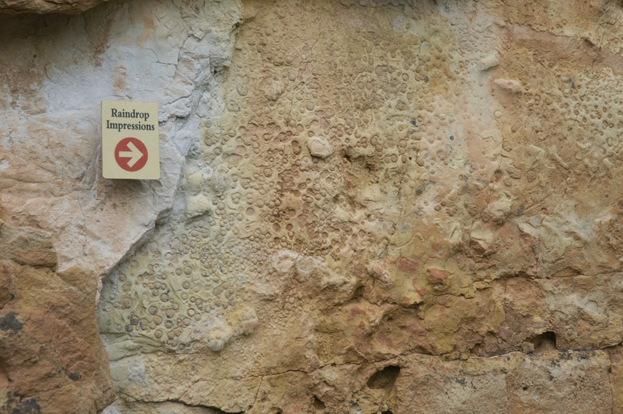 Calling All Paleontologists! 10 Places to Find Fossils in Colorado