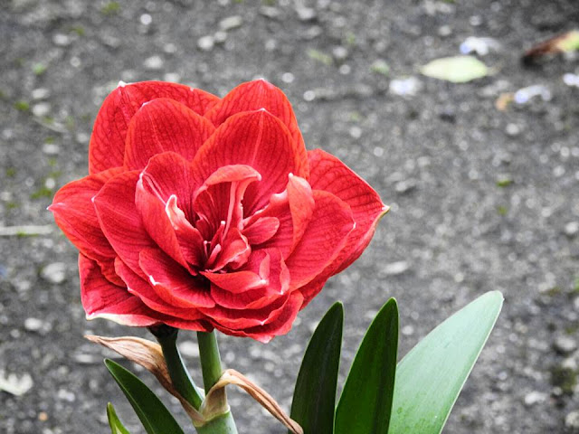 Amaryllis Flower