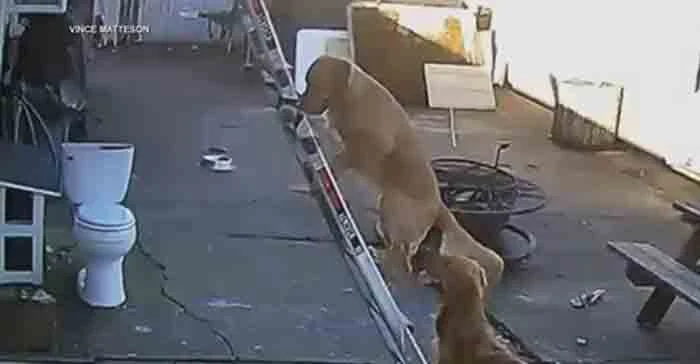 WATCH: Portland dog does viral after climbing ladder to roof, New York, News, Dog, Video, Social Media, Christmas, World, Lifestyle & Fashion
