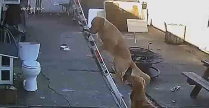 Dog WATCH: Portland dog does viral after climbing ladder to roof, New York, News, Dog, Video, Social Media, Christmas, World, Lifestyle & Fashion
