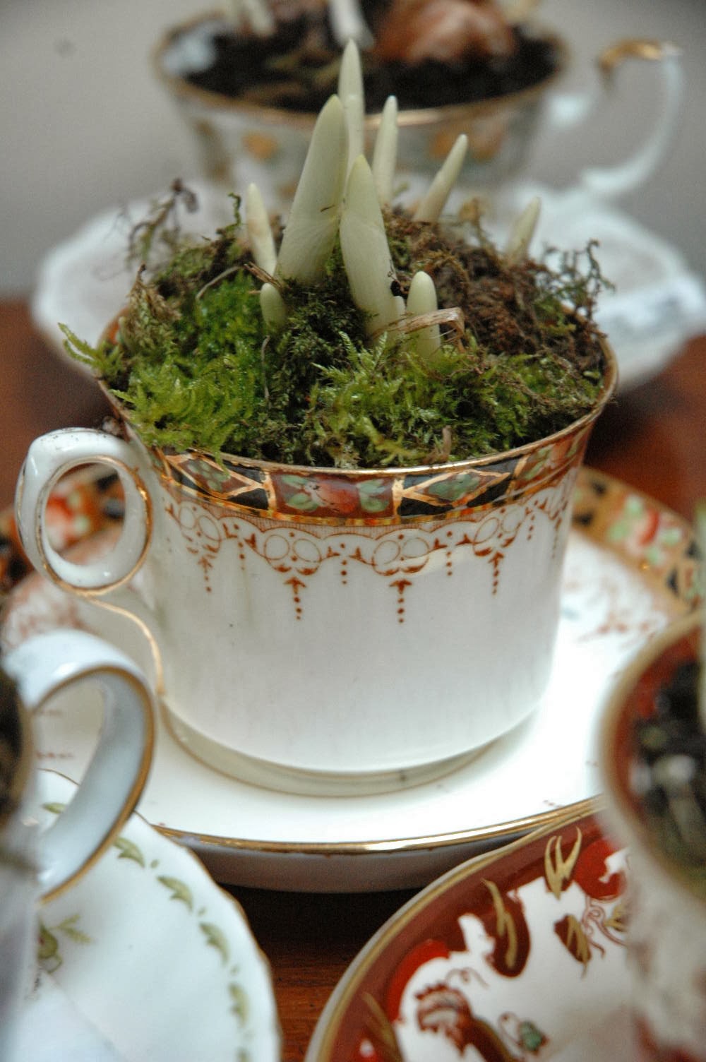 An old imari teacup is now a planter for purple 'Flower Record' crocuses.