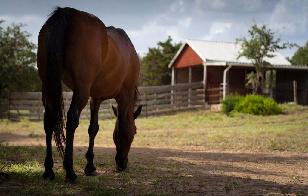 How to Get a Summer Job on a Horse Farm as a Student