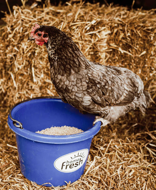 chicken sitting on edge of blue pail near straw bales