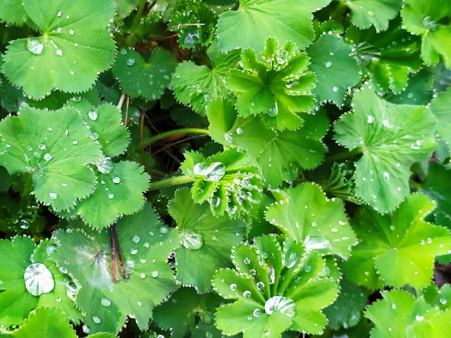 alchemilla mollis