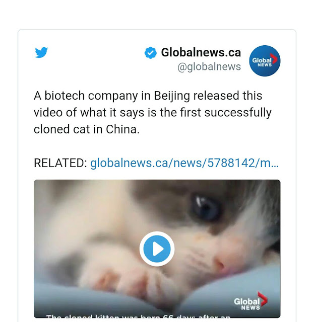 استنساخ قطة في الصين لأول مرة