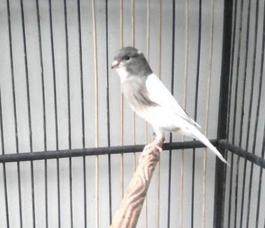 Harga Burung Kenari F1 Bandung Gambar Burung