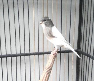 Grup Jual Beli Burung Lembang
