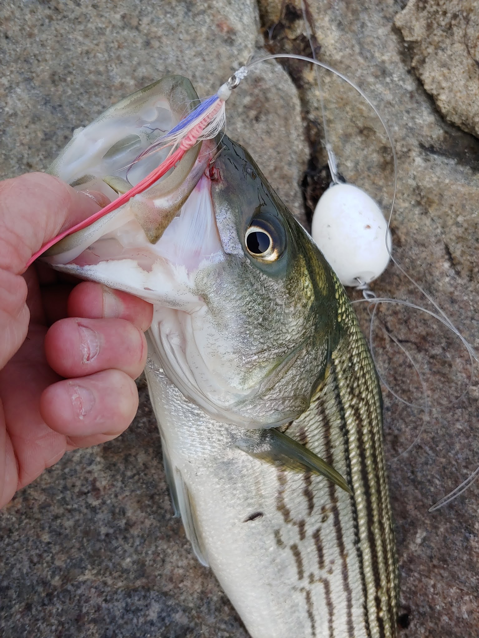 Rhode Island Striped Bass Float 'n' Fly Scores Big