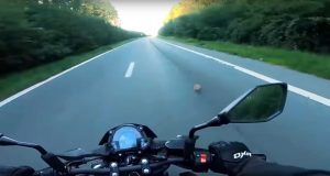 Motorcyclist acts quickly and save tiny kitten found in the middle of the road