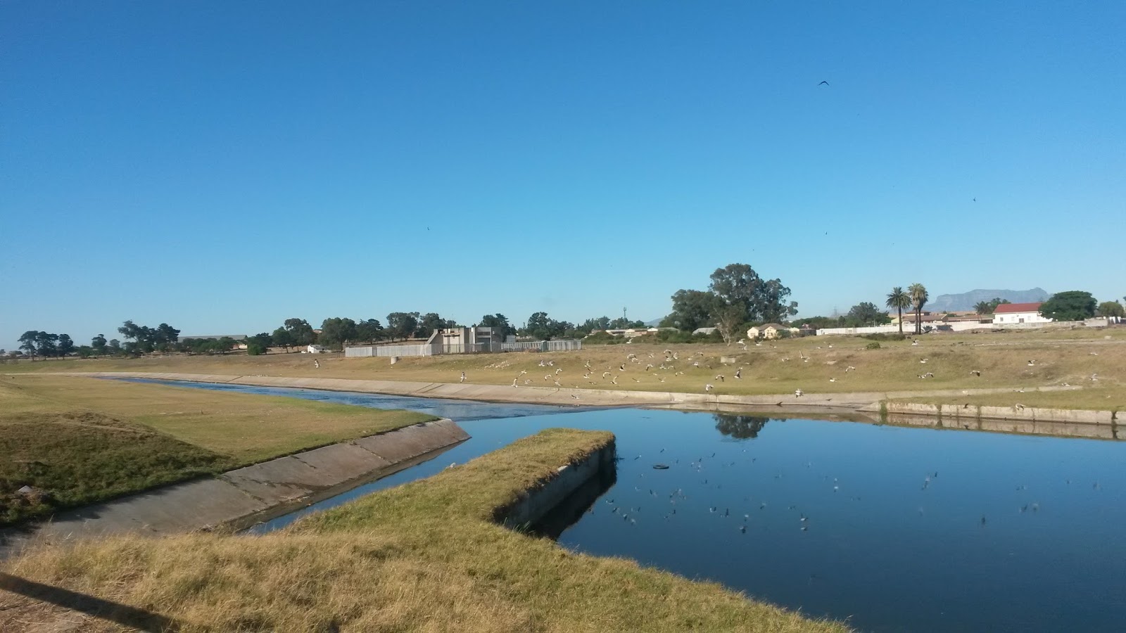 Operation Kuils River Vlei Beautiful scenery of our beautiful Vlei in