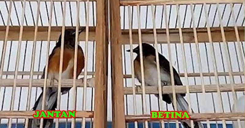 Cara Cepat Menjodohkan Murai Batu Dalam 1 Minggu TERBUKTI!! - purwomp.com