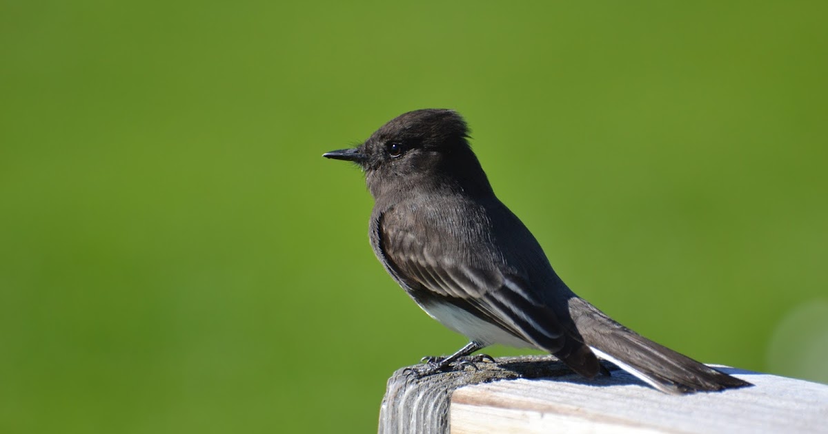 Bird of the Day Black Phoebe