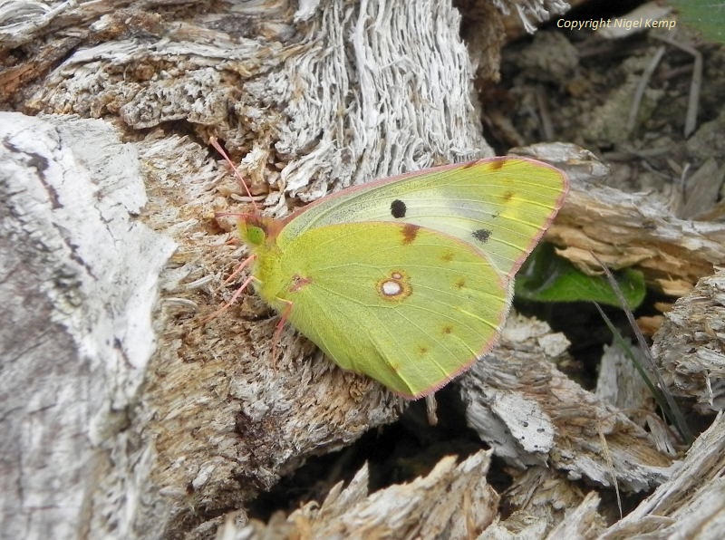 East Sussex Wanderer Variation in Butterflies