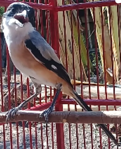 2019 Zona Burung