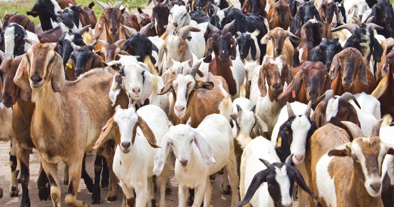 POULTRY AND GOAT FARMING Goat Farming Business Plan