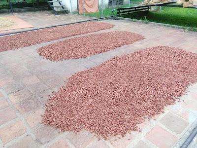 Patio de cemento para secar cacao.