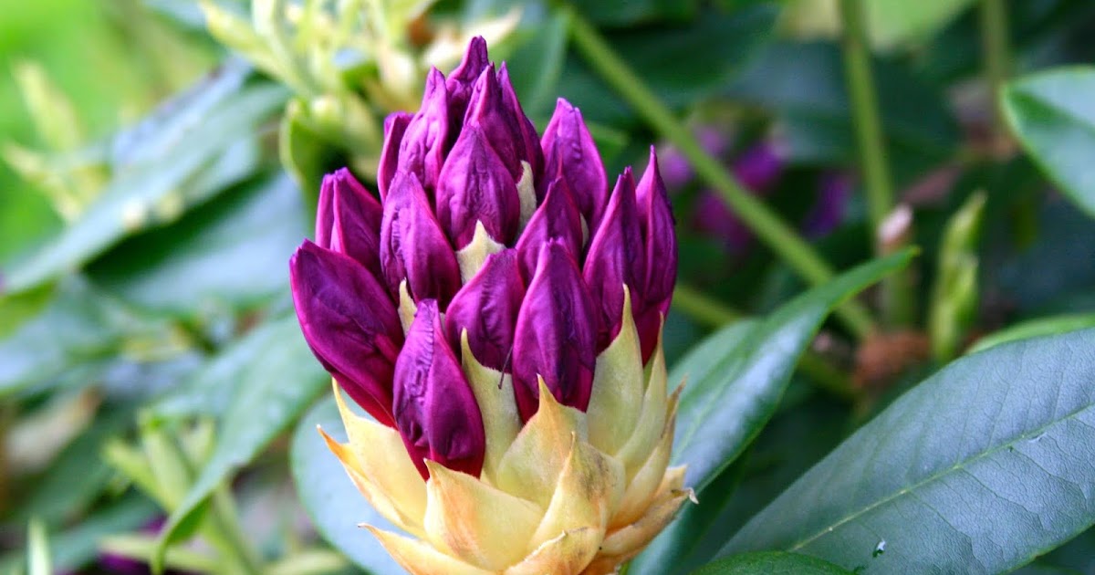 Thrums Flower Petals and Lace