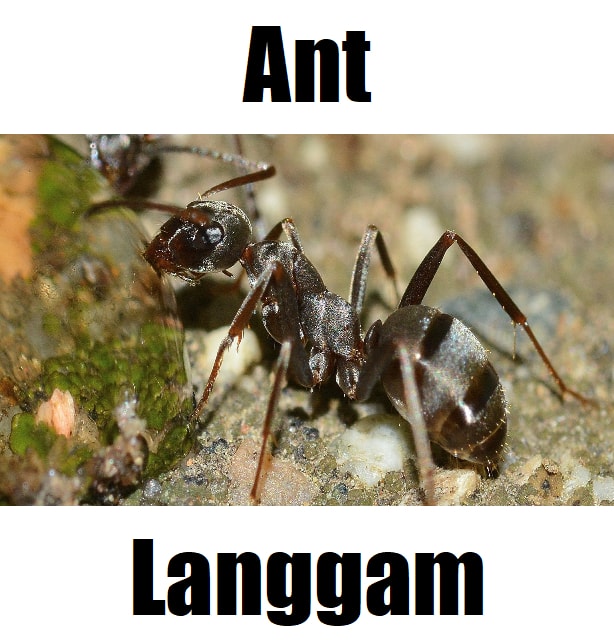 Ant in Tagalog
