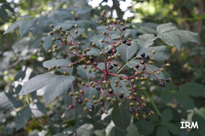 Avantales Ribera Santibañesa del Tera (3)