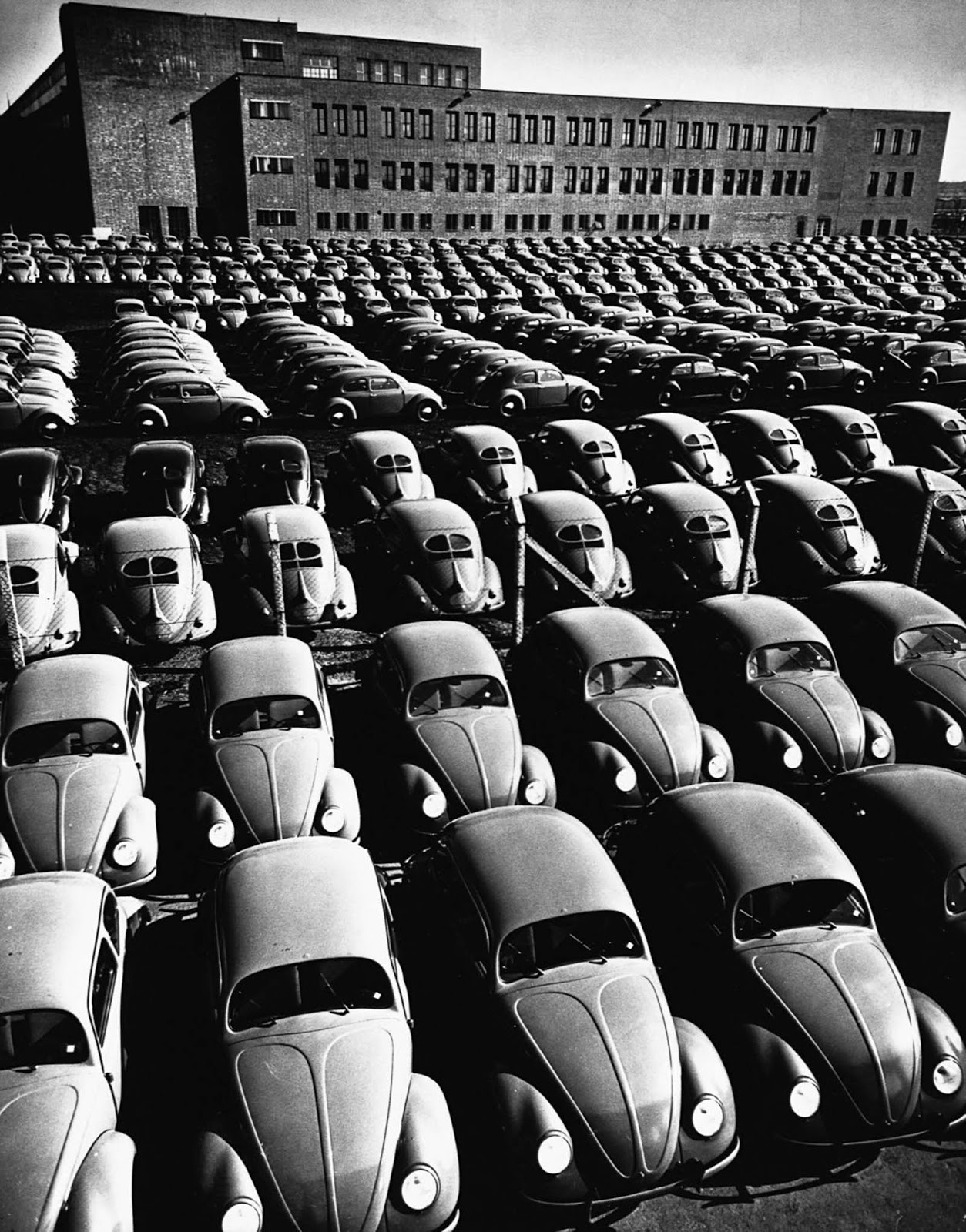 Beetles lined-up. 1953.