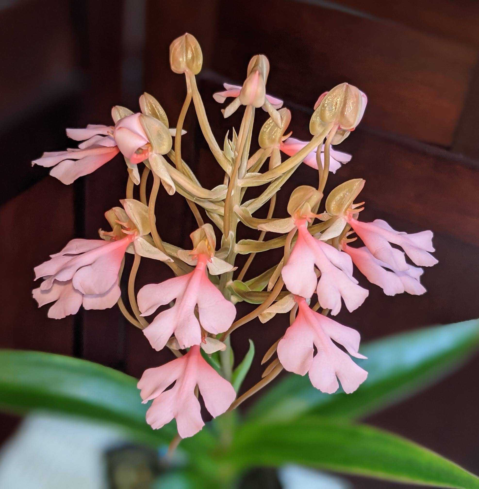 Habenaria erichmichelii Christenson
