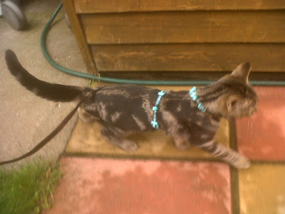 tabby kitten wearing harness and walking in garden