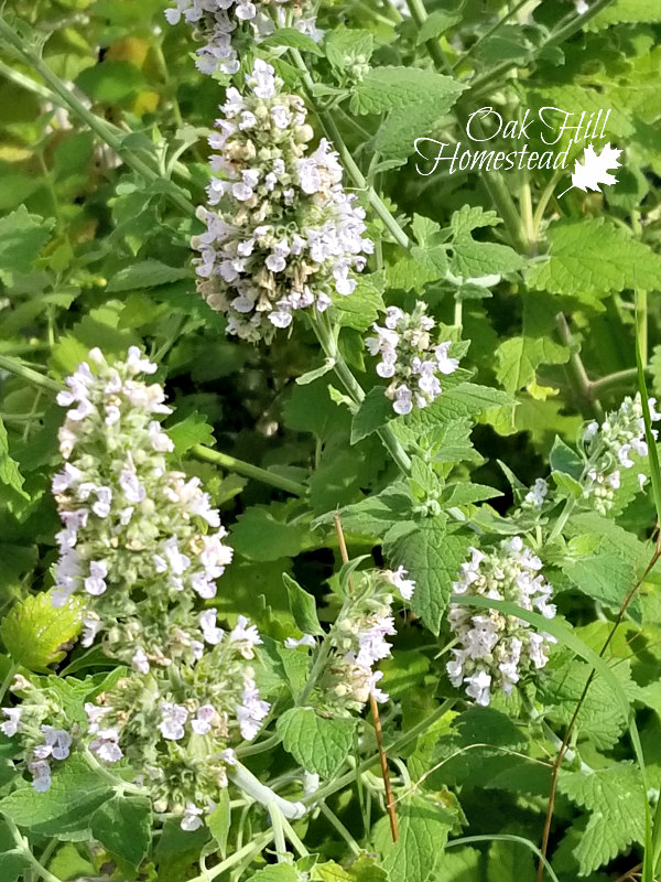 How to Dry and Store Your Homegrown Herbs [Five Ways] Oak Hill Homestead