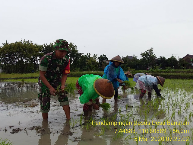 Kodim Sragen - Semangat Babinsa Banaran Turun ke Sawah Bantu Petani Tanam Padi