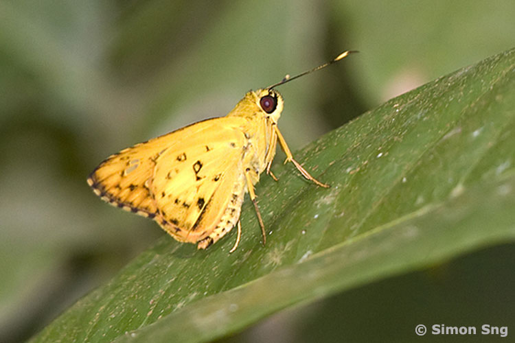 Butterflies of Singapore Life History of the Yellow Streak Darter