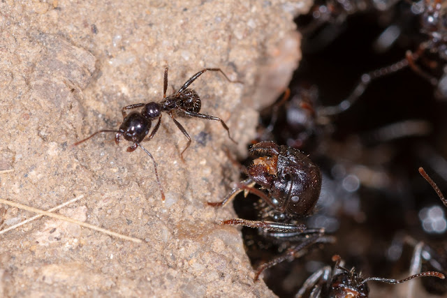 fazendinha-diferentes-tipos-de-formigas-operárias